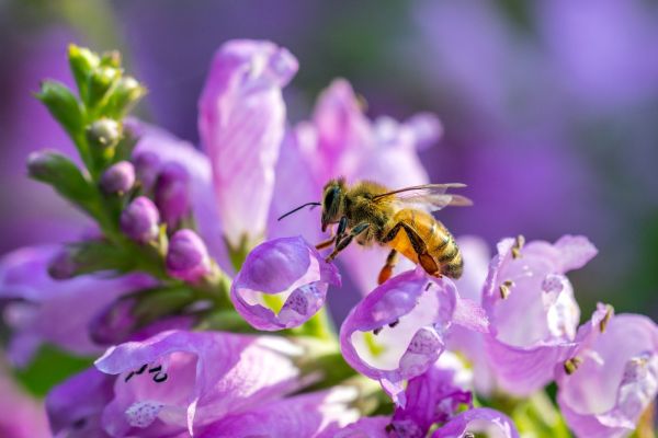 a bee sitting on top of a purple flower