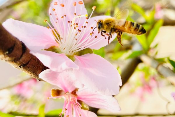 honeybee perched on pink flower during daytime