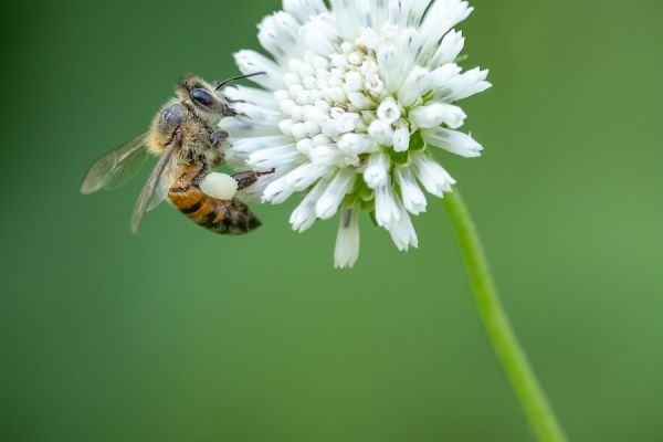 bee on white flower