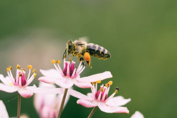 shallow focus photography of bee on flower