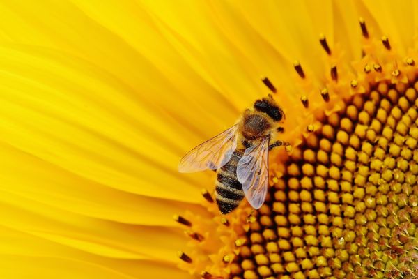 honeybee perched on yellow flower in close up photography during daytime