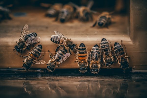 a group of [UNK] sitting on top of a piece of wood