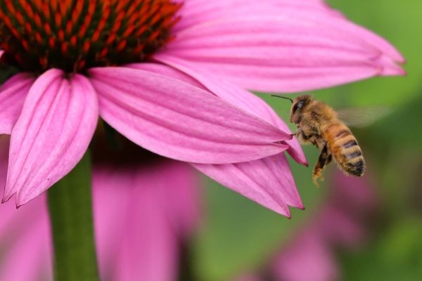 honeybee perched on purple flower in close up photography during daytime