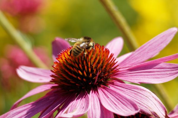 black and yellow bee on pink flower