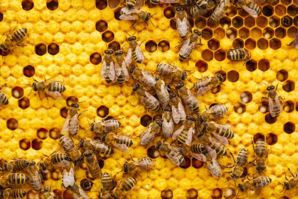 a bunch of bees that are on a beehive