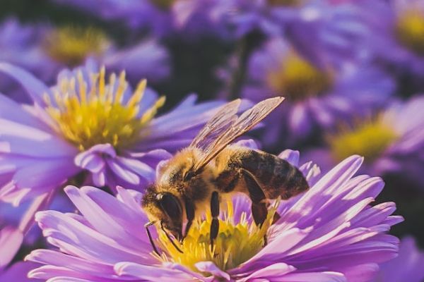 black and yellow bee on purple flower