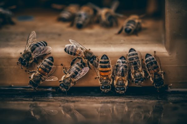 a group of [UNK] sitting on top of a piece of wood