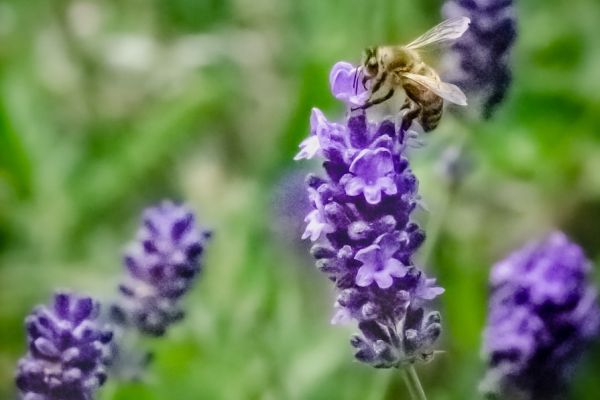 a bee sitting on top of a purple flower
